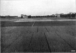 Bild 7. Blick in das Versuchsfeld des Instituts für Boden- und Pflanzenbaulehre in Bonn- Poppelsdorf.