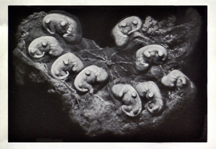 vesticle from mulita