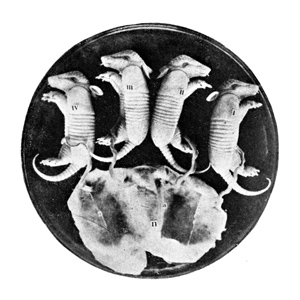 embryos of armadillo