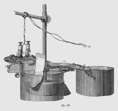 Du Bois-Reymond: Frog Experiment